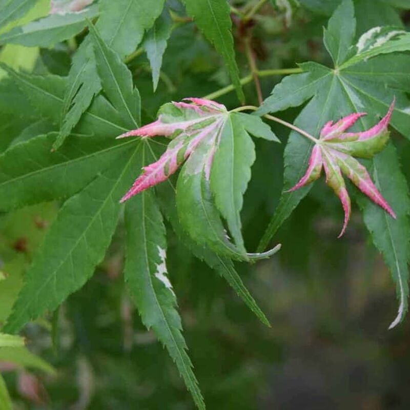 Acer palmatum 'Oridono-nishiki' (P/v) 150-175 cm